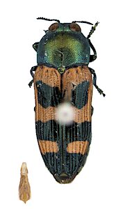 Castiarina viridissima, SAMA 25-015761, male, holotype from Qld, adapted from original, CC BY NC SA 4.0, photo by Eleanor Adams for SA Museum